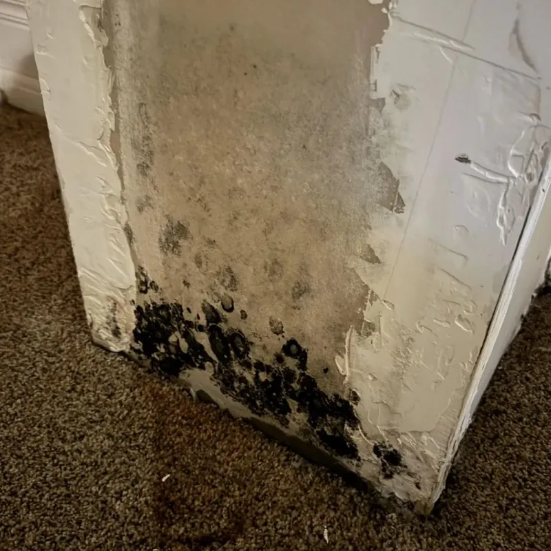 Professional Mold Removal in Colorado Springs, CO